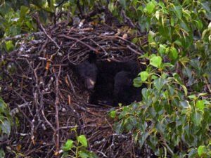 Ayı nəhəng quşun yuvasına dırmaşaraq yuxuya getdi
