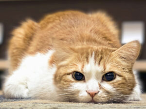 İvanovo vilayətində ciddi rejimli koloniyada narkotik kuryer pişiyi yaxalanıb