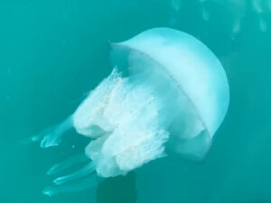Bioloqlar müəyyən ediblər ki, beynin olmaması meduzaların öyrənməsinə mane olmur