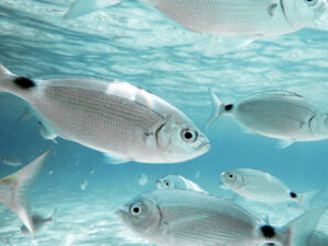 İspaniyanın kurortlarında istirahət edənlər zərərsiz balıqların hücumuna məruz qalırlar