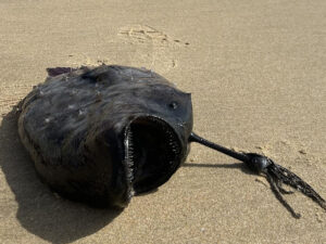 Yaponiyada 85 ton xırda balıq sahilə çıxıb