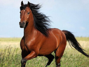 Azərbaycandan xaricə 2,4 min diri at satılıb