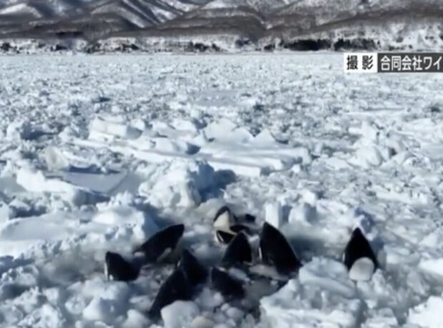 Qatil balinaların ilişdiyi Hokkaydonun ərazisi bərk buzla örtülmüşdür
