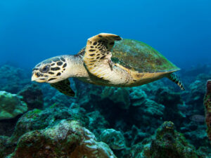 Tanzaniyada dəniz tısbağasının əti 78 nəfəri zəhərləyib