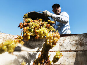 Dünya bazarında şərabın çox olması səbəbindən fermerlər üzüm bağlarını yandırmağa başladılar