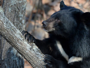 Yaponiyada süni intellekt çoxlu hücumlara görə meşədəki ayıların həyatına nəzarət edəcək