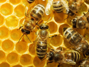 Udmurtiyada qadın arıları onu 20 ildir sancdığı qonşusu arıçını məhkəməyə verib