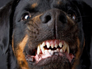 Leninqrad vilayətində iki Rottweiler təqaüdçüyə hücum edib