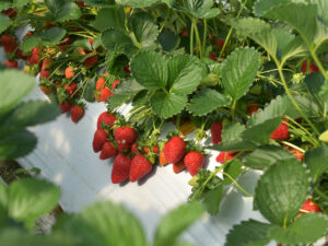 Ukraynalı qadınlar TikTok-da Polşada çiyələk yığmaq trendinə başlayıblar