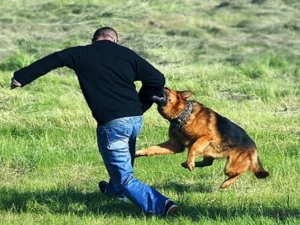 Şamaxıda it 36 yaşlı kişiyə hücum edib