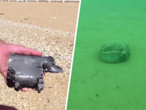 Senator bildirib ki, Krıma hücumlar üçün ABŞ silahlarından istifadə Rusiya Federasiyasının cavabı ilə nəticələnəcək