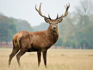Fransada Versal Böyük Kanalından qorxmuş maral tutuldu