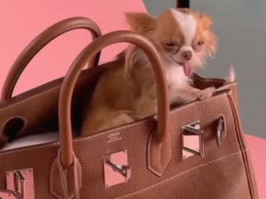 Demi Murun iti 14 min dollarlıq çantada çəkilib