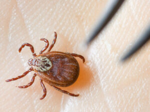 Alimlər gənə dişləməsi nəticəsində yaranan ət allergiyasının dərmanı tapıblar