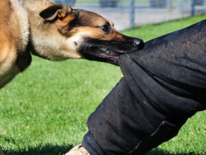 Xırdalan sakinini eyni yerdə yenə it dişlədi