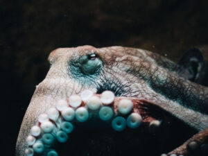 Alimlər müəyyən ediblər ki, ahtapotlar birgə ov zamanı balıqları döyürlər