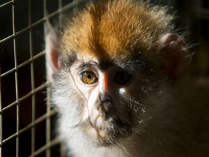 Hindistanda aqressiv meymun tutularaq 70-ə yaxın adamın ölümünə səbəb olub