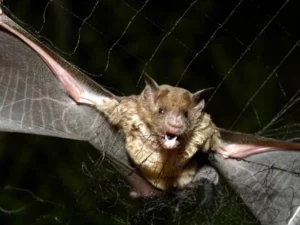 Yaponiyada yarasalarda yeni və ağır viruslar aşkarlandı