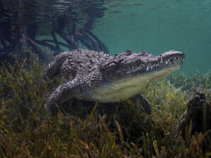 Timsah altı yaşlı qızı babasının gözü qarşısında sürüyüb çaya atıb