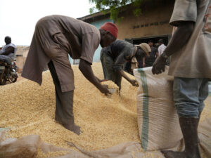 Rusiyadan taxıl alan ilk beş ölkə açıqlanıb