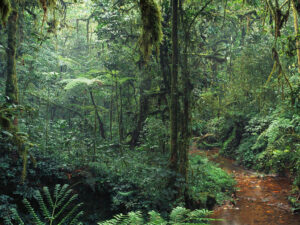 Alimlər qlobal metan emissiyalarının artmasının gözlənilməz səbəbini aşkar ediblər
