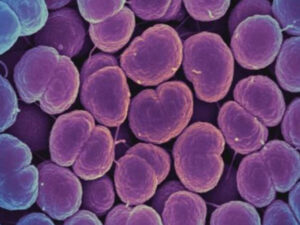 Alimlər bakteriyaları özlərini yeməyə məcbur edən antibiotiklər yaratdılar