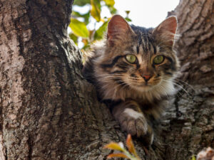 Alimlər pişiklərin sahiblərinin sağlamlığına təsir etmək qabiliyyətinə diqqət çəkiblər