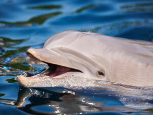 Alimlər oyun zamanı delfinlərin bir-birlərinə gülümsədiyini aşkar ediblər