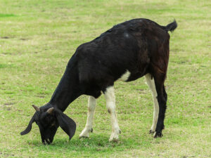 Fermadan qaçan keçi şəhər parkında otararkən tapılıb