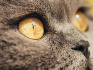 Alimlər bütün pişiklərin qədim əcdadının göz rəngini aşkar ediblər