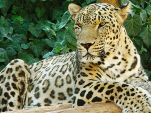 Hindistanda bəbir səkkiz yaşlı qıza hücum edib