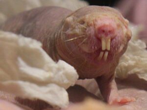 Alimlər qocalmayan köstəbək siçovullarının sirrini açdılar