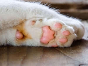 ABŞ-da pişiyi yandırdığına görə Milli Tüfəng Assosiasiyasının rəhbərinin işdən çıxarılmasını tələb edirlər