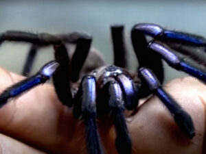 Qaçaqmalçı 300 tarantulanı tullananın altında gömrükdən keçirib