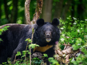 Taylandın yaşlı sakini iri ayı ilə mübarizə aparmağı bacarıb