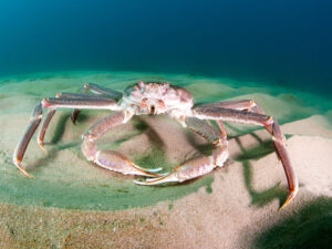 Elm adamları xərçəngin ağrı hiss edə biləcəyini sübut etdilər