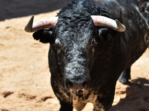 Kolumbiyalı kişi qəzəbli öküzün üstündən tullanmaq istəyərkən ölüb