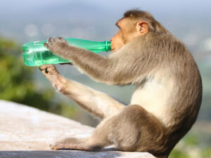 Taylandda meymunlar qapalı yerdən qaçaraq polisə hücum ediblər