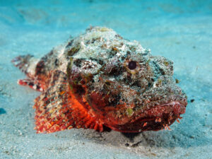 Avstraliyada kişi “dünyanın ən zəhərli” balığı tərəfindən dişləndikdən sonra xəstəxanaya yerləşdirilib