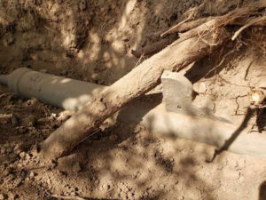 Alimlər ABŞ-da ən qədim odlu silahı tapıblar