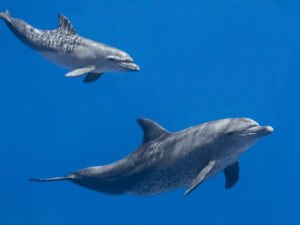 Qara dənizdəki delfinlər mazut səbəbindən təhlükə altındadır