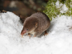 Alimlər beynini kiçildə bilən heyvan nümayiş etdiriblər