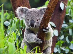 İqlim dəyişikliyi ot yeyənləri təhdid edir