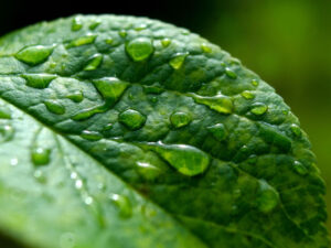 Bibliyadakı Şeba ağacı İsraildə yetişdirildi