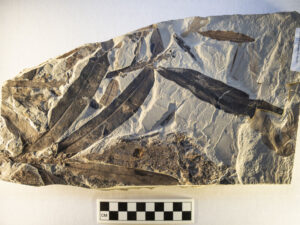 Alimlər heç bir məlum növə bənzəməyən qədim “yadplanetli” bitki tapdılar