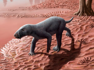 Alimlər Mayorkada ən qədim məməlilərin əcdadını aşkar ediblər