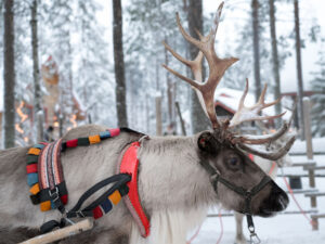 Alimlər Milad maralının burnunun əsl rəngini araşdırıblar