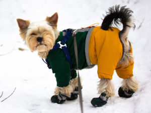 Baytar itlərin gəzinti zamanı pəncələrini niyə içəri soxduğunu izah edir