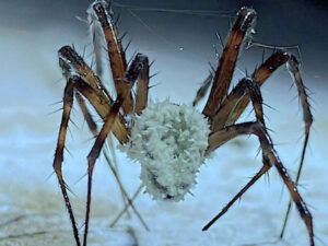 İrlandiya mağaralarında hörümçəkləri zombiyə çevirən göbələk tapılıb