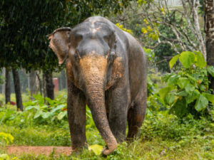 Taylandda fil ispan turisti dişi ilə yaralayıb